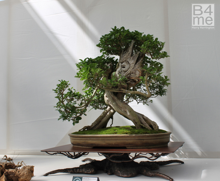Privet Ent bonsai